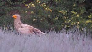 Животные пустыни. Звуки животных. Развивающие мультики