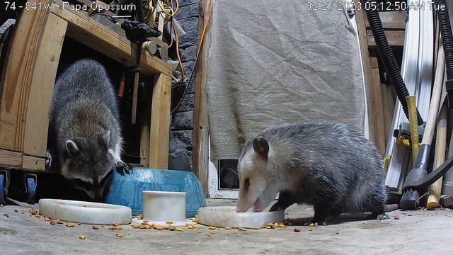 Raccoon And Opossum Munching