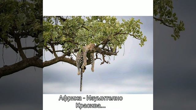 ИЗУМИТЕЛНО КРАСИВА АФРИКА🌍🦓🐊🦒🐪🏝🇺🇬🐘 - АВТОР: Д.Мехмед 13.01.2021 смотреть онлайн
