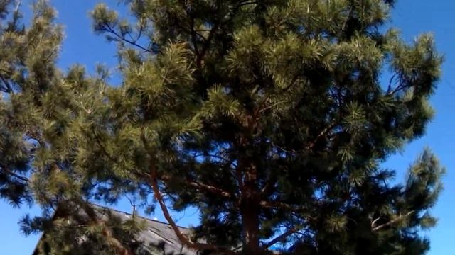 УСТЬ - ЧАЯ . УЛ. КОЛХОЗНАЯ - ПРОДОЛЖЕНИЕ. №48