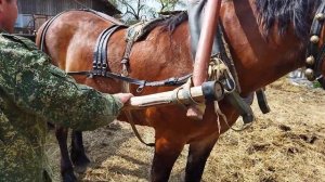 ЛОШАДИ/ЗАПРЯГАЕМ КОБЫЛУ ЗОРЬКУ В ТЕЛЕГУ