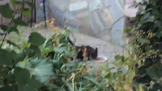 У котёнка проблемы с глазками| рейд по кормежке смотреть онлайн