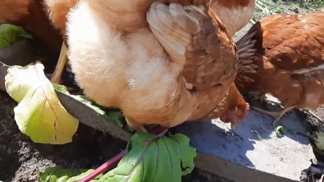 С МОЕЙ ПАМЯТЬЮ ТОЧНО ЧТО ТО СТАЛО.ШКАФЧИК ВЕШАТЬ ИЛИ НЕТ. смотреть онлайн