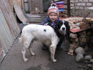 В нашей семье пополнение - кобель породы Русский охотничий спаниель (РОС) по кличке Рикки