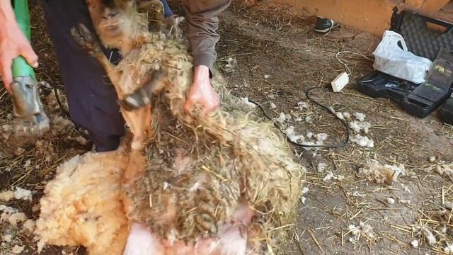стрижка овец, каждый мастер своего дела ????? смотреть онлайн