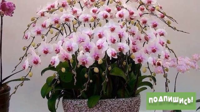 ПОДКОРМКА ДЛЯ ШИКАРНОГО ЦВЕТЕНИЯ ОРХИДЕЙ смотреть онлайн