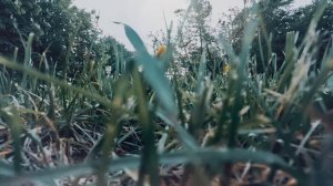 Вторая часть. Чужая моя судьба