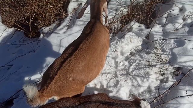 Кролики в яме. Как избежать инбридинга. Пасёмся! Какого же цвета будет козочка? смотреть онлайн