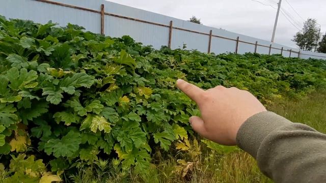 ❗КАК ВЫВЕСТИ БОРЩЕВИК СОСНОВСКОГО ? УНИЧТОЖЕНИЕ СОРНЯКА НА УЧАСТКЕ ? смотреть онлайн