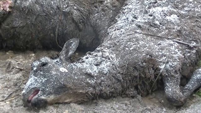 Мех. Шуба. Изнанка твоей шубы смотреть онлайн