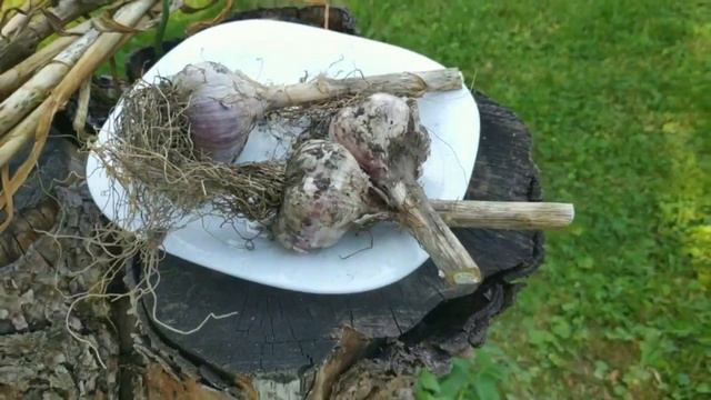 Когда копать чеснок / Как сушить чеснок / Сусальное золото и чесночный клей смотреть онлайн