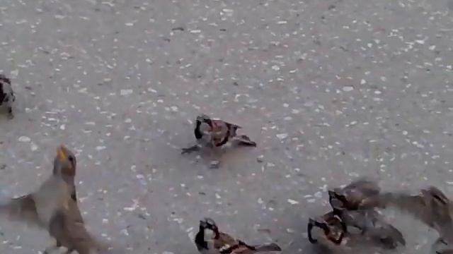 воробьи кушают 1 смотреть онлайн