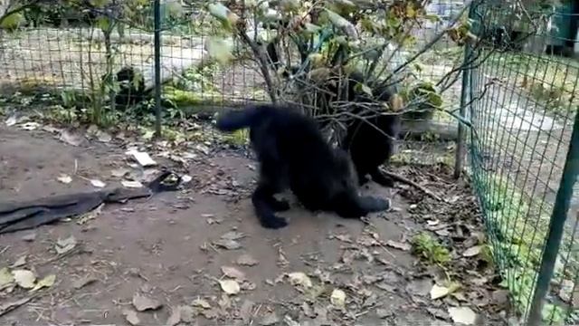 LitterB 2 5m смотреть онлайн