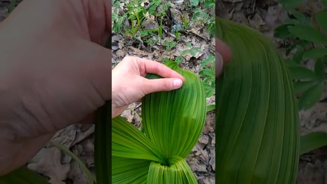 Похоже на венерин башмачок. Занесен в красную книгу. смотреть онлайн