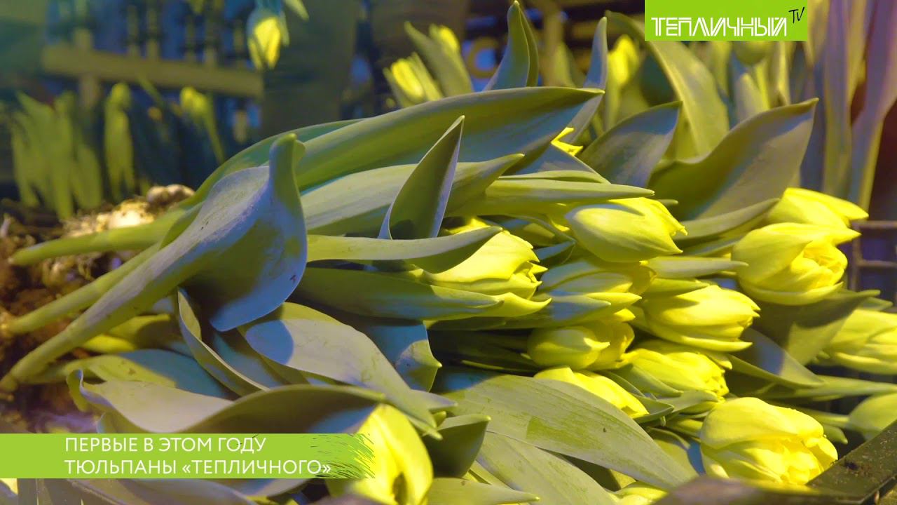 Первые в этом году тюльпаны расцвели в "Тепличном" смотреть онлайн