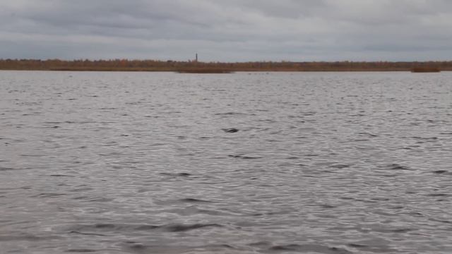 ОХОТИЛИСЬ НА УТКУ, НО ПРИПЛЫЛ ПРИЯТНЫЙ БОНУС... Охота на утку 2019 на вечёрке. Ладожское озеро смотреть онлайн