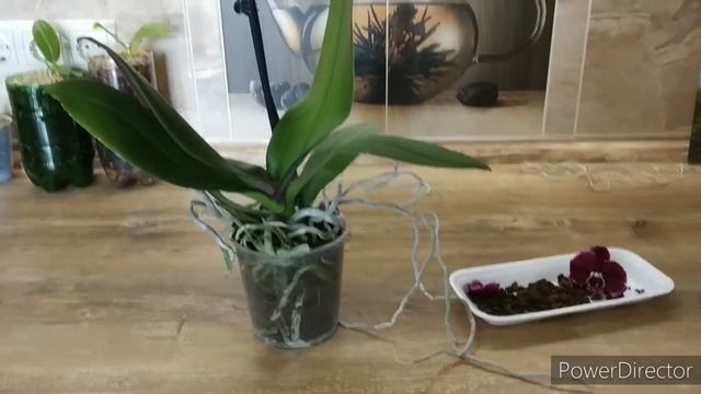 Новая орха Каменная роза. Посылка смотреть онлайн