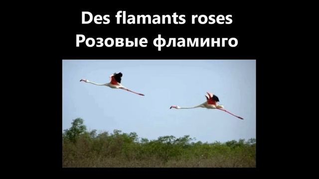 Le printemps. Vocabulaire français.Поговорим по-французски о весне, погоде, цветах и птицах. смотреть онлайн