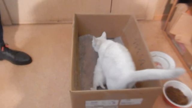 Котята растут Как отличить мальчика и девочку смотреть онлайн