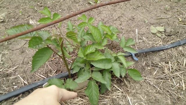 Ежевика бешенное цветение.Разные сорта. смотреть онлайн