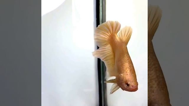 Super Gold Betta Splendens World смотреть онлайн
