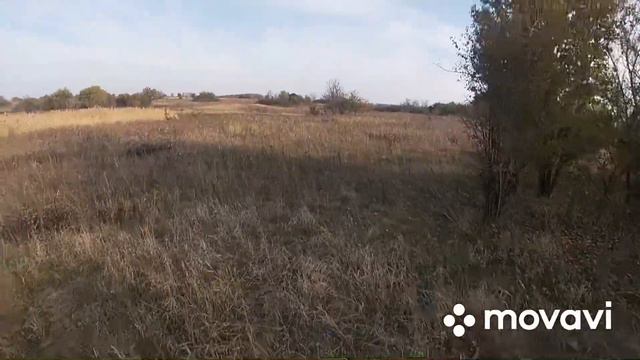 Косым был сегодня я , а не заяц. Охота на зайца и фазана 2020 5 смотреть онлайн