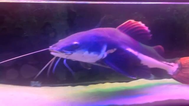 Мой краснохвостый сом 90 см , 3,5 года возраст смотреть онлайн