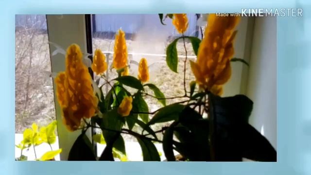 Мои красиво цветущие комнатные цветы. смотреть онлайн