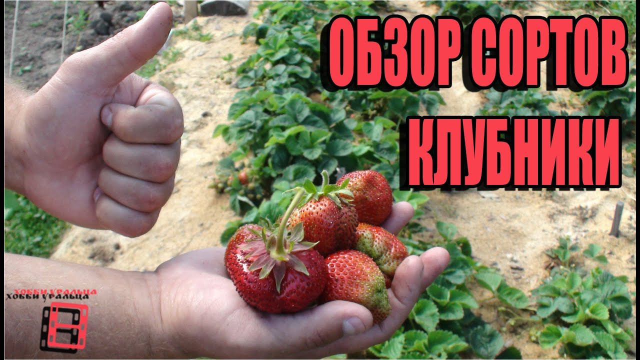 ОБЗОР СОРТОВ КЛУБНИКИ. САД (ОГОРОД) И ТЕПЛИЦА. смотреть онлайн