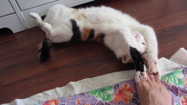 Cat rubs on leg.Кошка трется о ногу. смотреть онлайн
