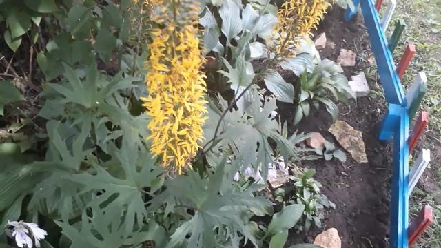 #ligularia #сад #бузульник / Бузульник Пржевальского(лат. ligularia Przewalskii).Золотые свечи сада смотреть онлайн