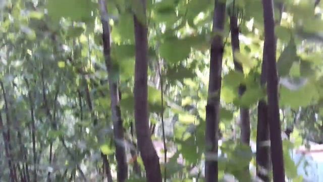 Природный храм фундука сорта Трапезунд в поместье Николая Винтера. смотреть онлайн
