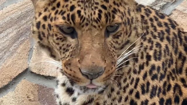 ОЙ , ТАКОГО МЫ ЕЩЕ НЕ ВИДЕЛИ ! Как замалаживает леопард Дездемона !!! смотреть онлайн