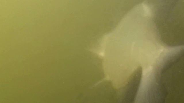 Ловля леща на бортовую удочку-лето 2013 смотреть онлайн