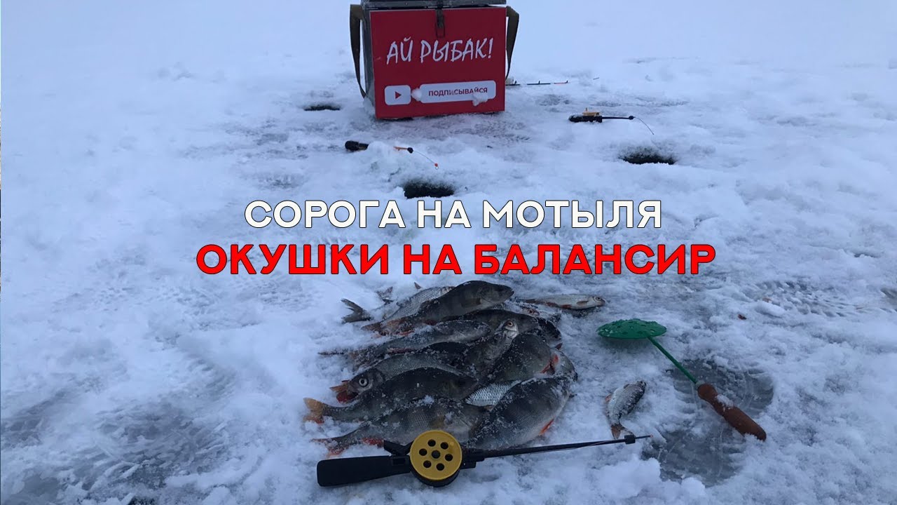 Ловля сороги на мотыля. Окунь на балансир. Зимняя рыбалка 2020-2021 первый лед Самара - Кривуша