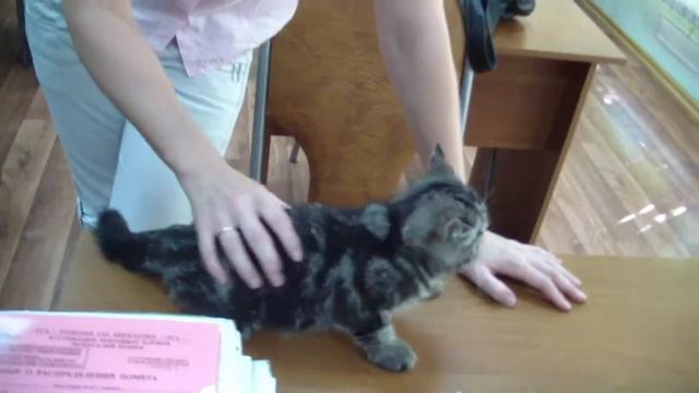 Продажа котят смотреть онлайн