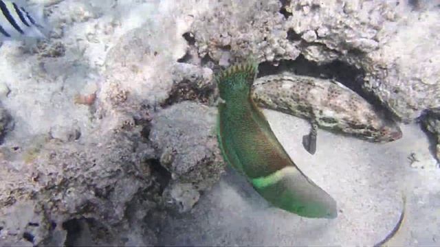 Epinephelus tauvina . Greasy grouper .Групер таувина.DSCF3171 смотреть онлайн