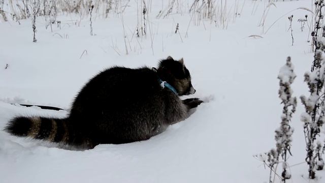 Енот Моисей в лесу 1 смотреть онлайн