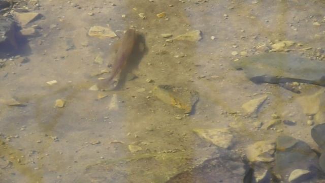 Усатый голец ( Barbatula barbatula ) смотреть онлайн