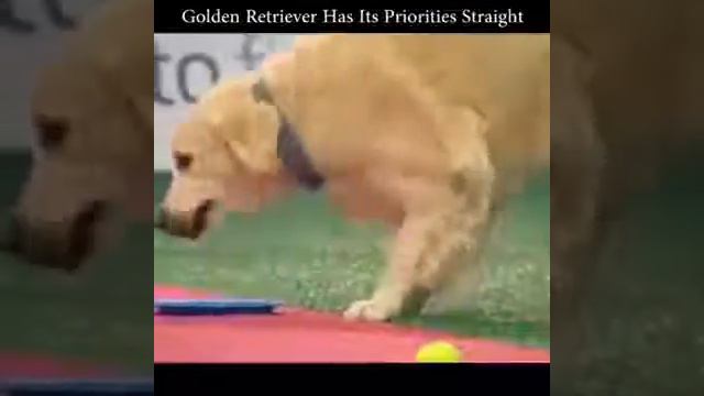 Golden Retriever has gone crazy Золотистый Ретривер отжигает