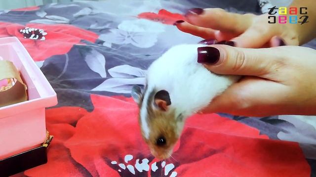 ЕСЛИ НЕ УСПЕЛ / ХОМЯК РЕЗКО НАПАДАЕТ НА РУКИ / МАЛЕНЬКИЙ ХОМЯК БОЛЬНО КУСАЕТСЯ смотреть онлайн