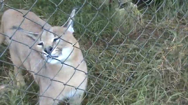 Kiniki Caracal greets the camera смотреть онлайн