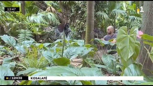 Tacca chantrieri Plante chauve souris Ile de la reunion смотреть онлайн