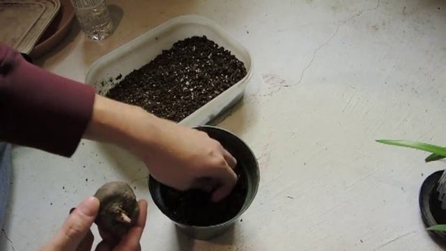 Amorphophallus Konjac Planting - April 7 2013 смотреть онлайн