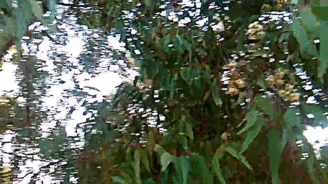 flores de eucaliptos смотреть онлайн