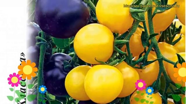 Томат Чернично-сливочный (смесь) F1. Краткий обзор, описание характеристик solánum lycopérsicum смотреть онлайн