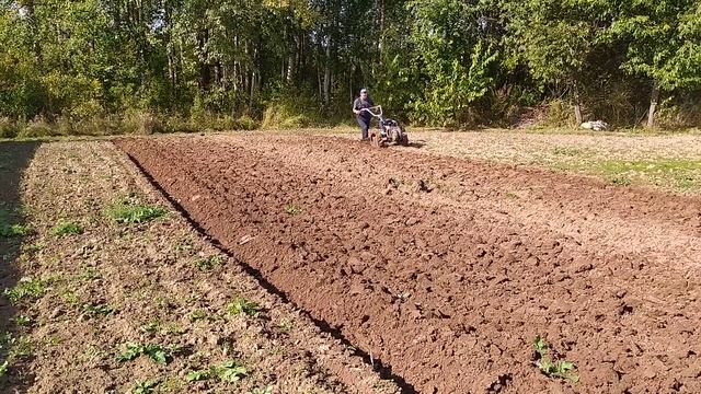 Осенняя вспашка мотоблоком с Мультиагро. Пашем двумя разными плугами. Plowing With A Plow.