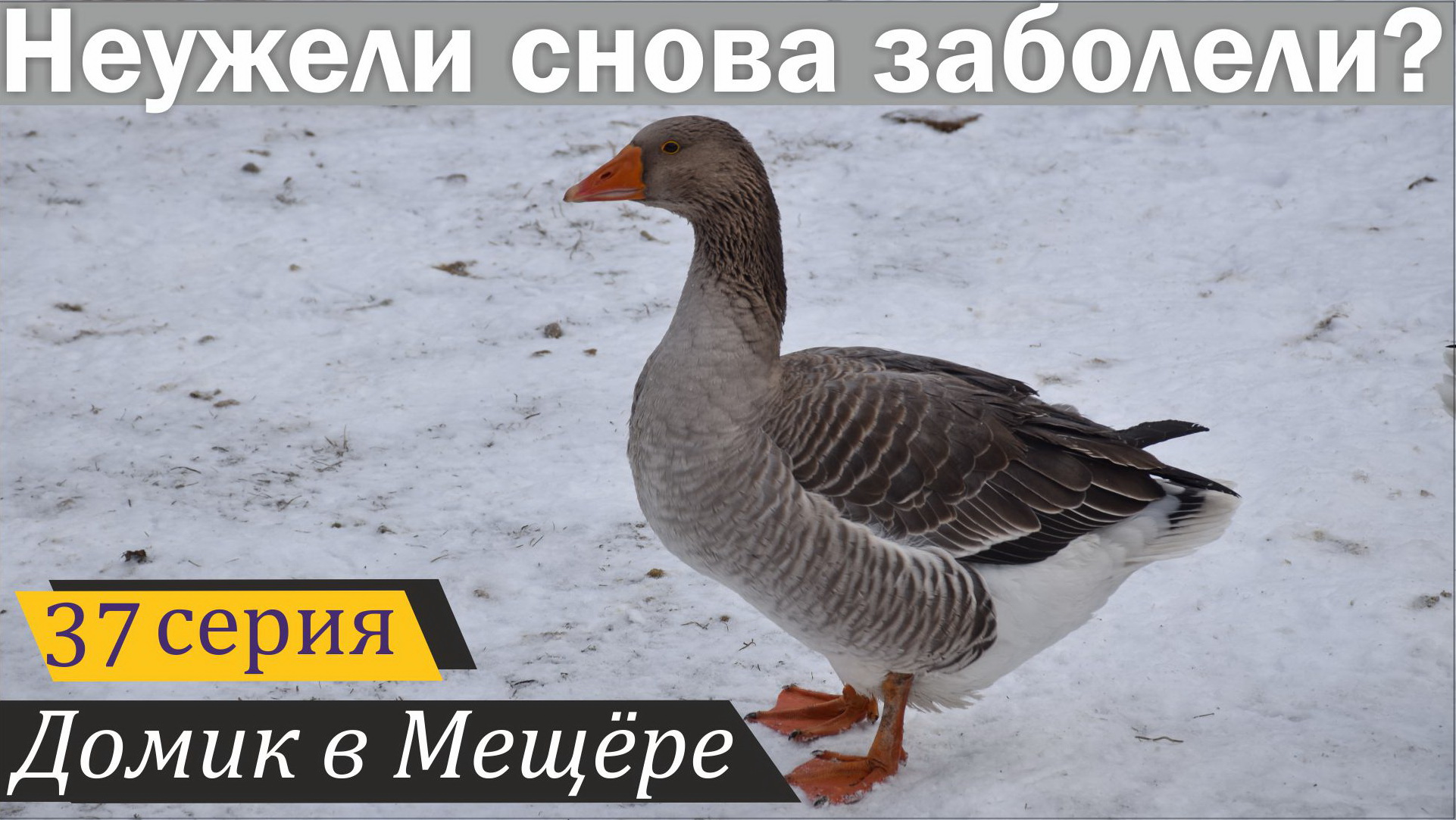 Профилактика кнемидокоптоза у гусей ранней весной. Домик в Мещёре, серия 37 смотреть онлайн