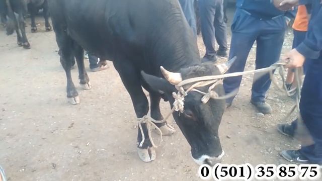 БУКА БАЗАР смотреть онлайн