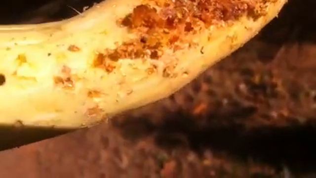 squash pests.MOV смотреть онлайн